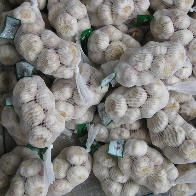 <b>供应：普白大蒜 500G 10kg纸箱</b>