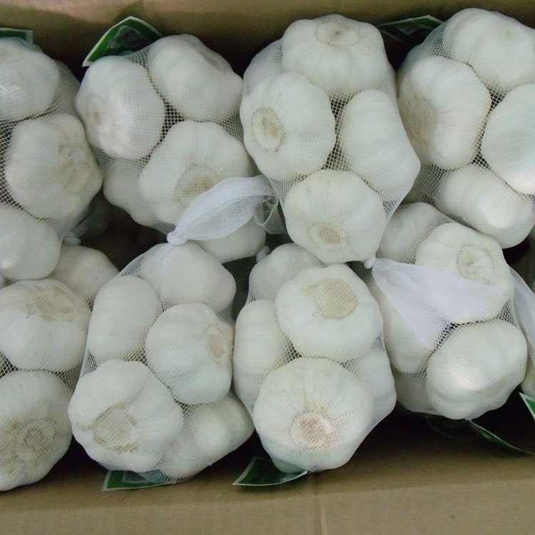 Supply white garlic 500g