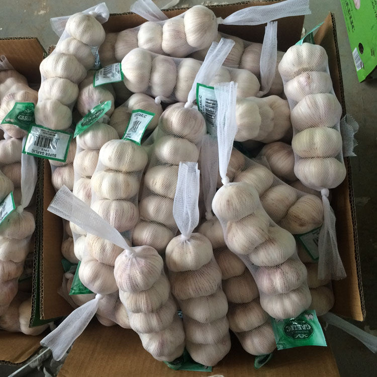Supply Fresh garlic 5P