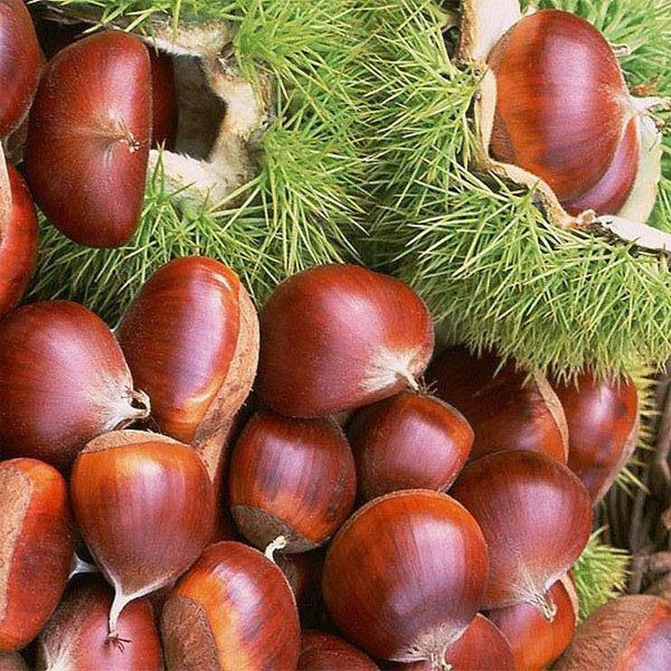 <b>Supply high quality Chestnut</b>