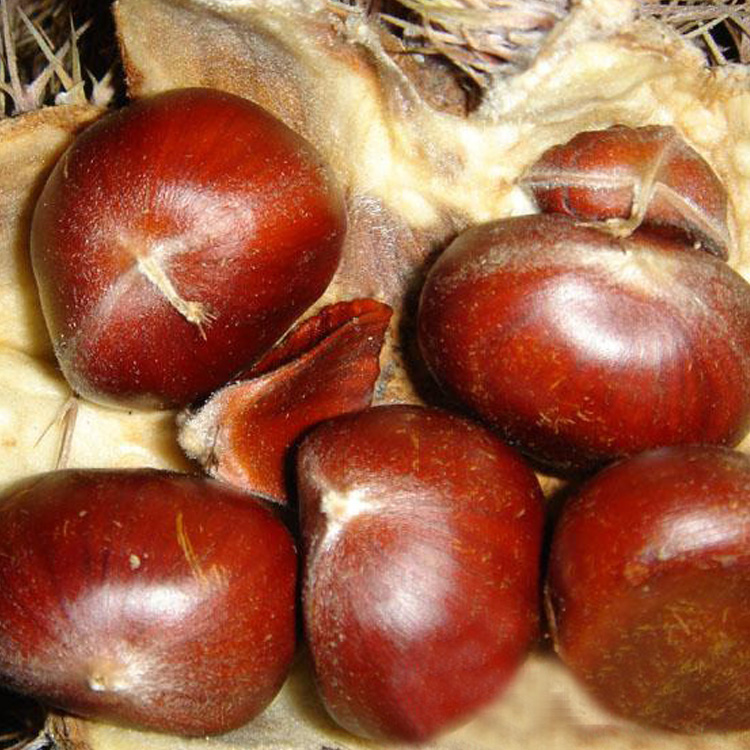 Supply Chinese Chestnut 40-50