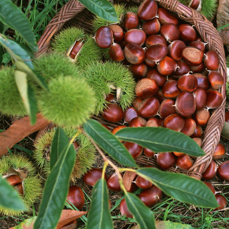 Supply Fresh Chestnut