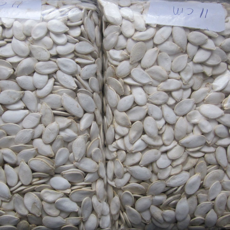 <b>supply  pumpkin seeds</b>