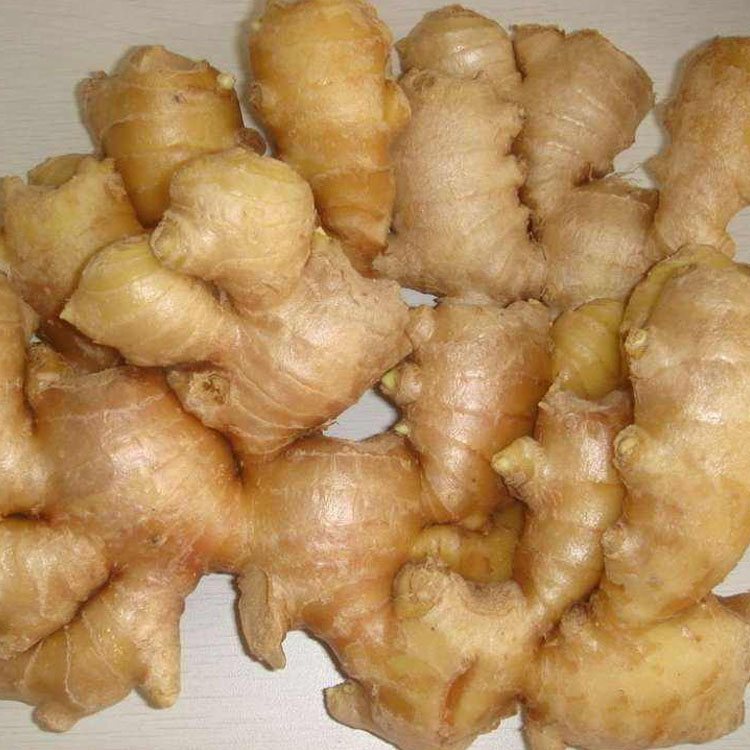 Supply fresh ginger