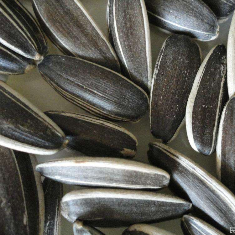 supply sunflower seeds